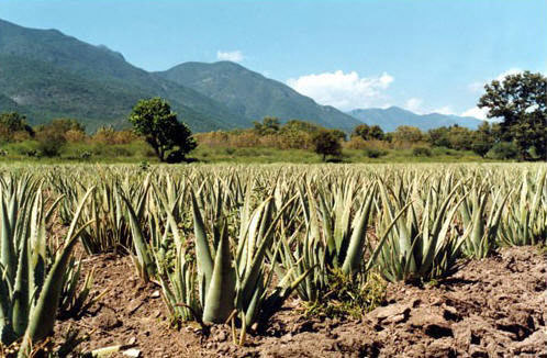 aloe vera gel ecolife plantage