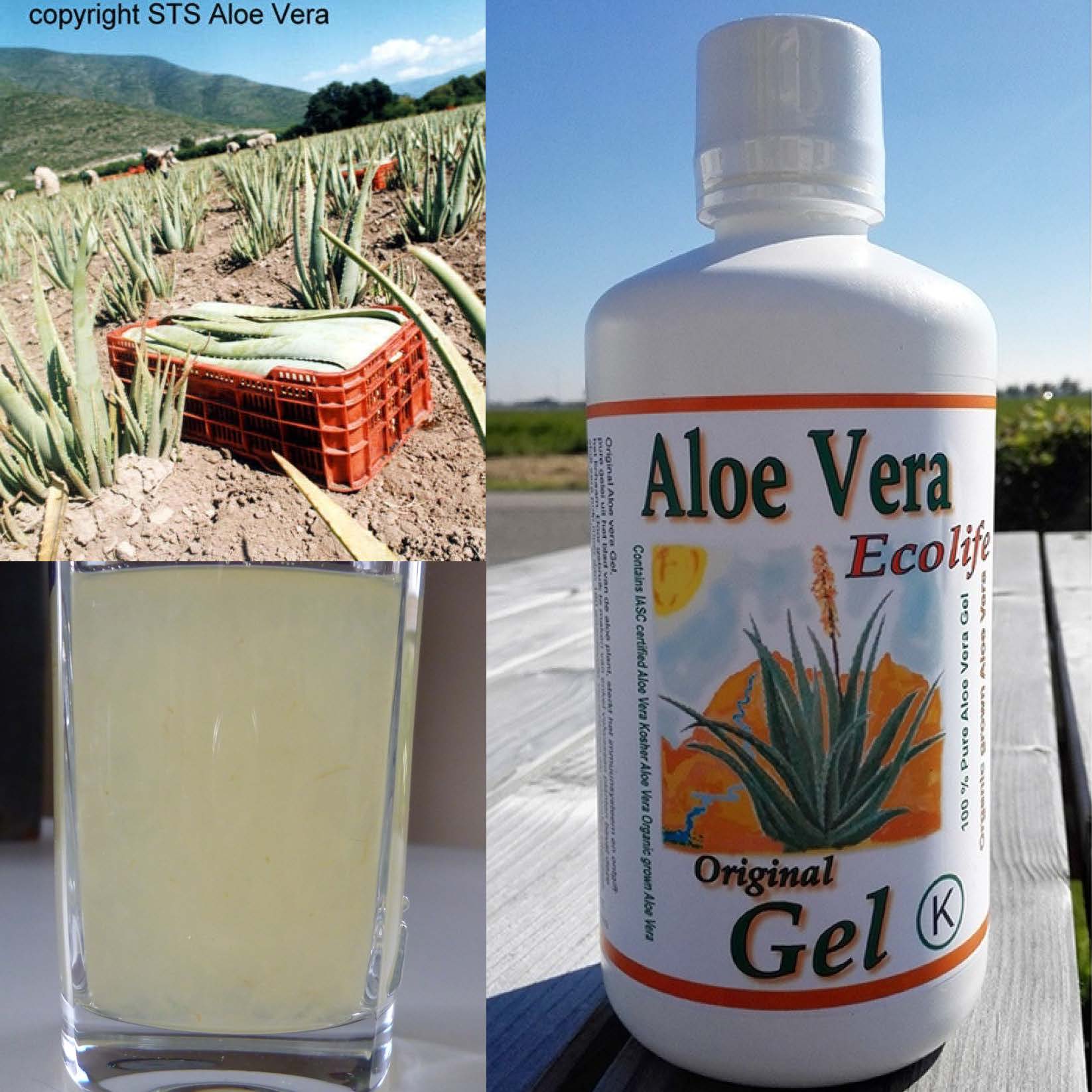 Op risico Onvergetelijk verbinding verbroken echte aloe vera producten - Aloe Gel puur en gezond